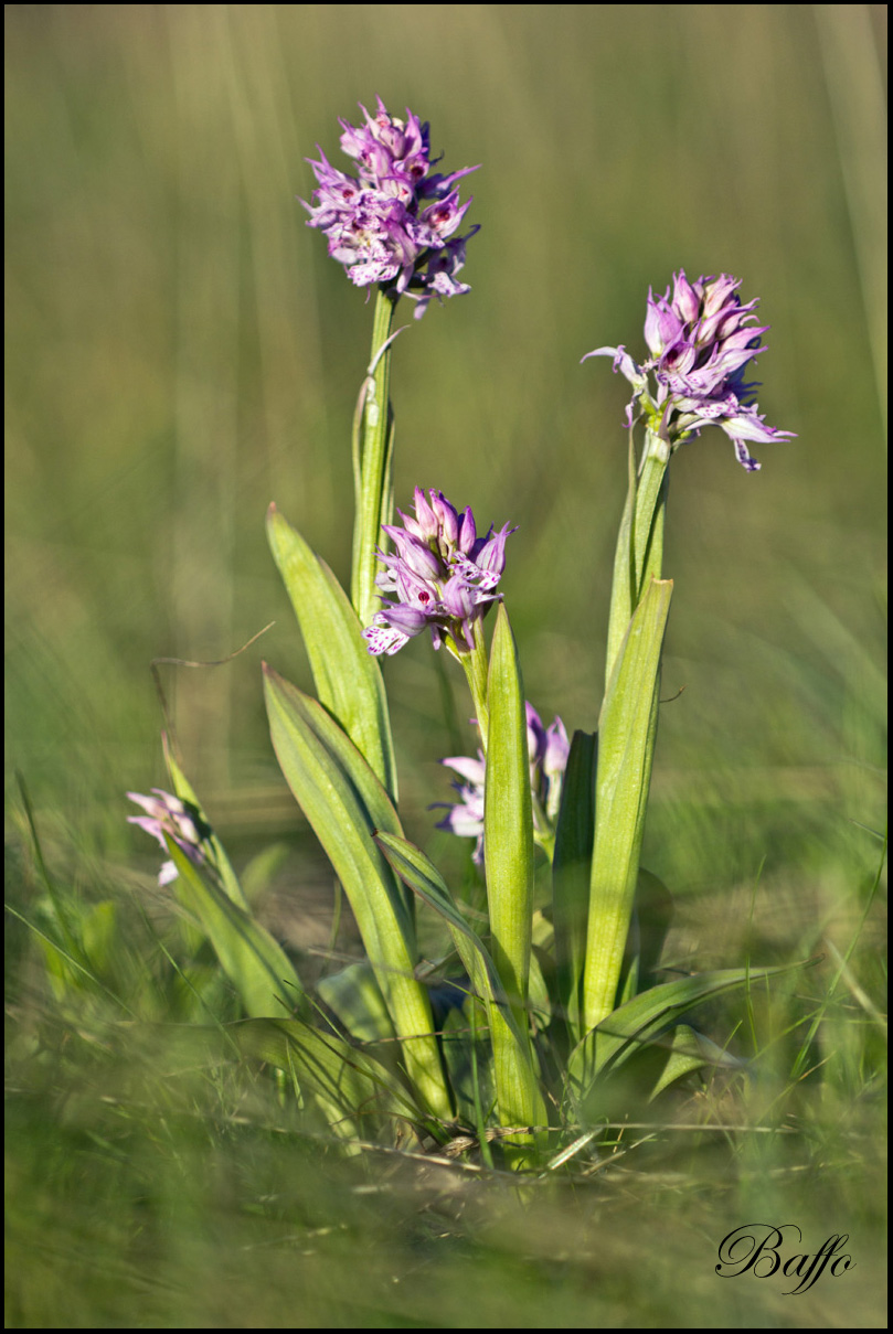 Neotinea tridentata